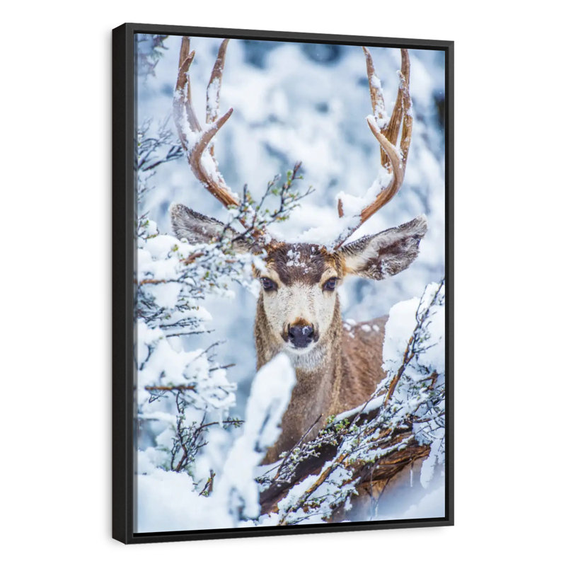 Cerf mulet d'hiver, Cadre flottant noir, 31 po x 46 po