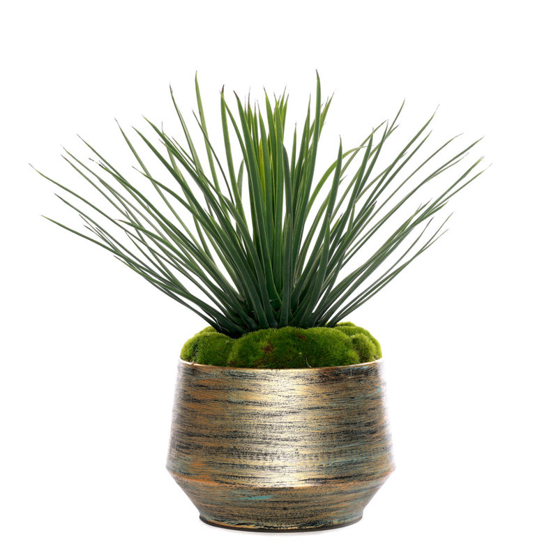 1 Plant
