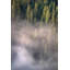 Brouillard et forêt II - photographie-1821299446-1857029042