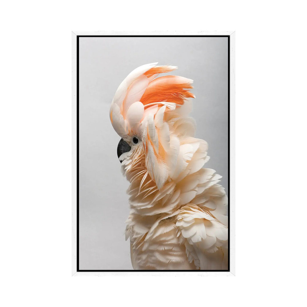 A Vulnerable Salmon-Crested Cockatoo At The Sedgwick County Zoo von Joel Sartore - Gallery-Wrapped Canvas Giclée on Canv...