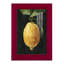 " Dark Lemon I "-1929416877-1929416879