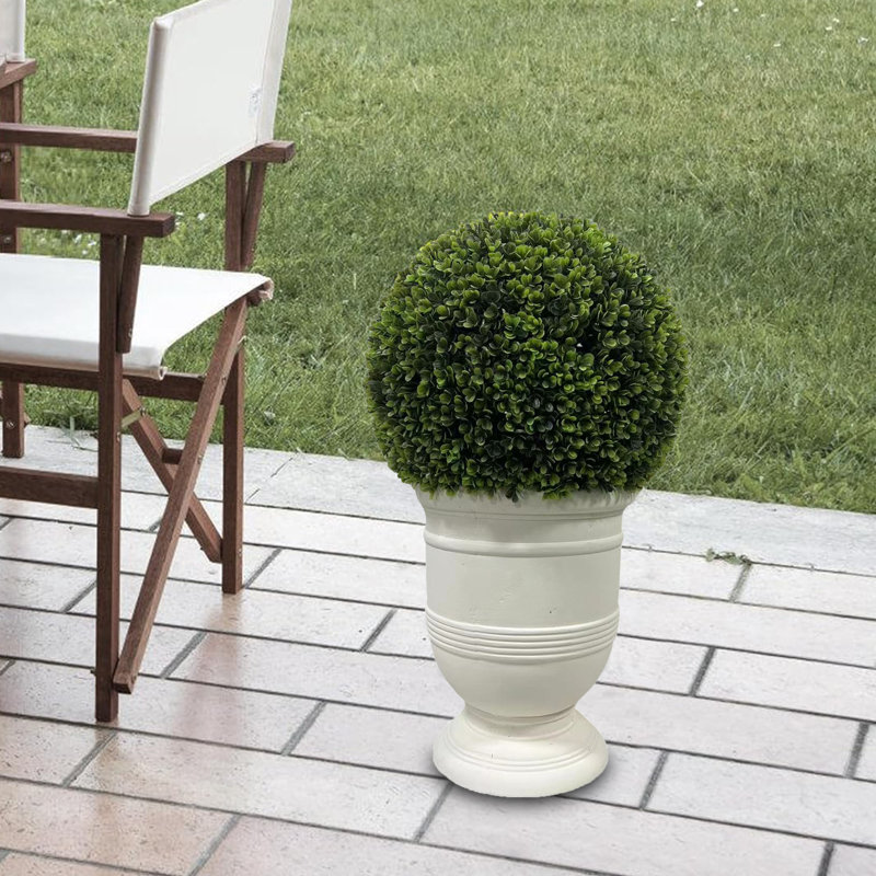 Plante de 24 po