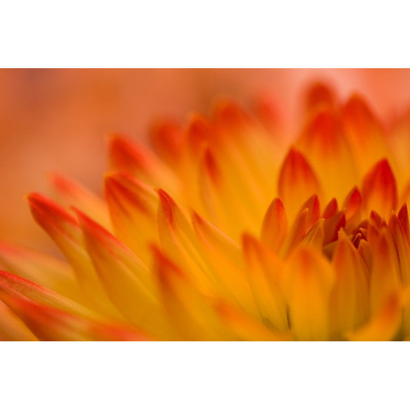 Dahlia Closeup by Urbanglimpses, 24" H x 36" W