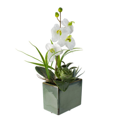 Arrangement floral orchidée artificielle en pot 12 po et plantes succulentes