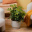 Schefflera Capella in Décor Planter