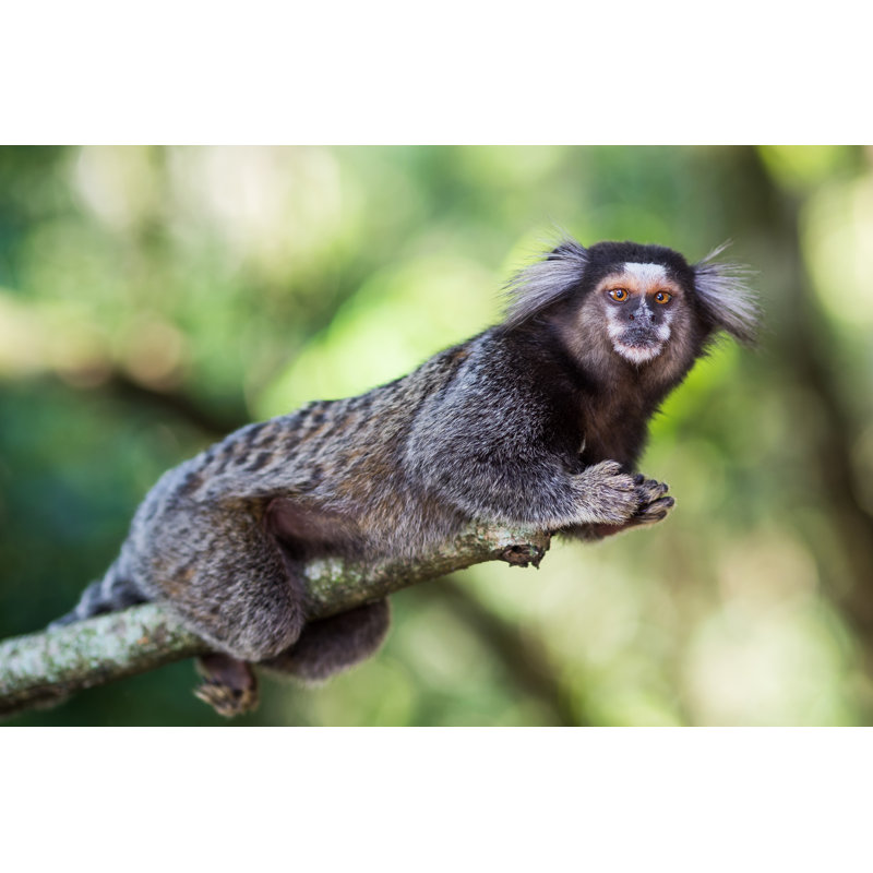 Sagui Monkey - Photographie sur toile tendue, H 12 po x l 18 po
