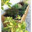 Westminster Teak Wood Planter Box