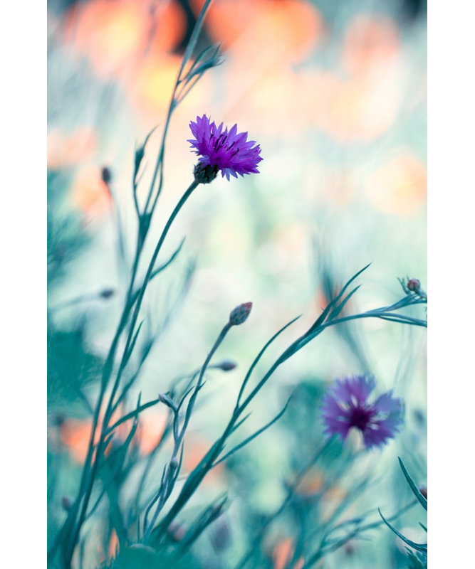 Wrapped Canvas Print, 91.44 cm H x 60.96 cm W