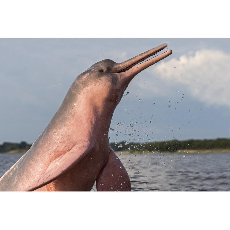 Amazon River Dolphin - Wrapped Canvas Print, 81cm H x 122cm W x 3.8cm D