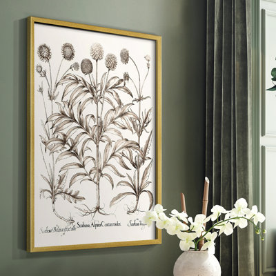 Sepia Besler Botanicals IV Framed Print - Solid Wood