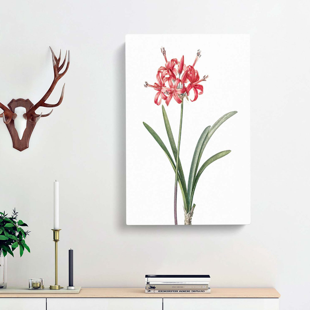Guernsey Lily by Pierre-Joseph Redoute - Wrapped Canvas