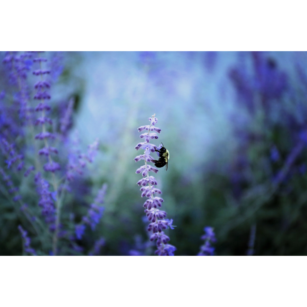 Bumble Bee On Lavender Stalk von Hailey Seelig - Leinwand Kunstdrucke