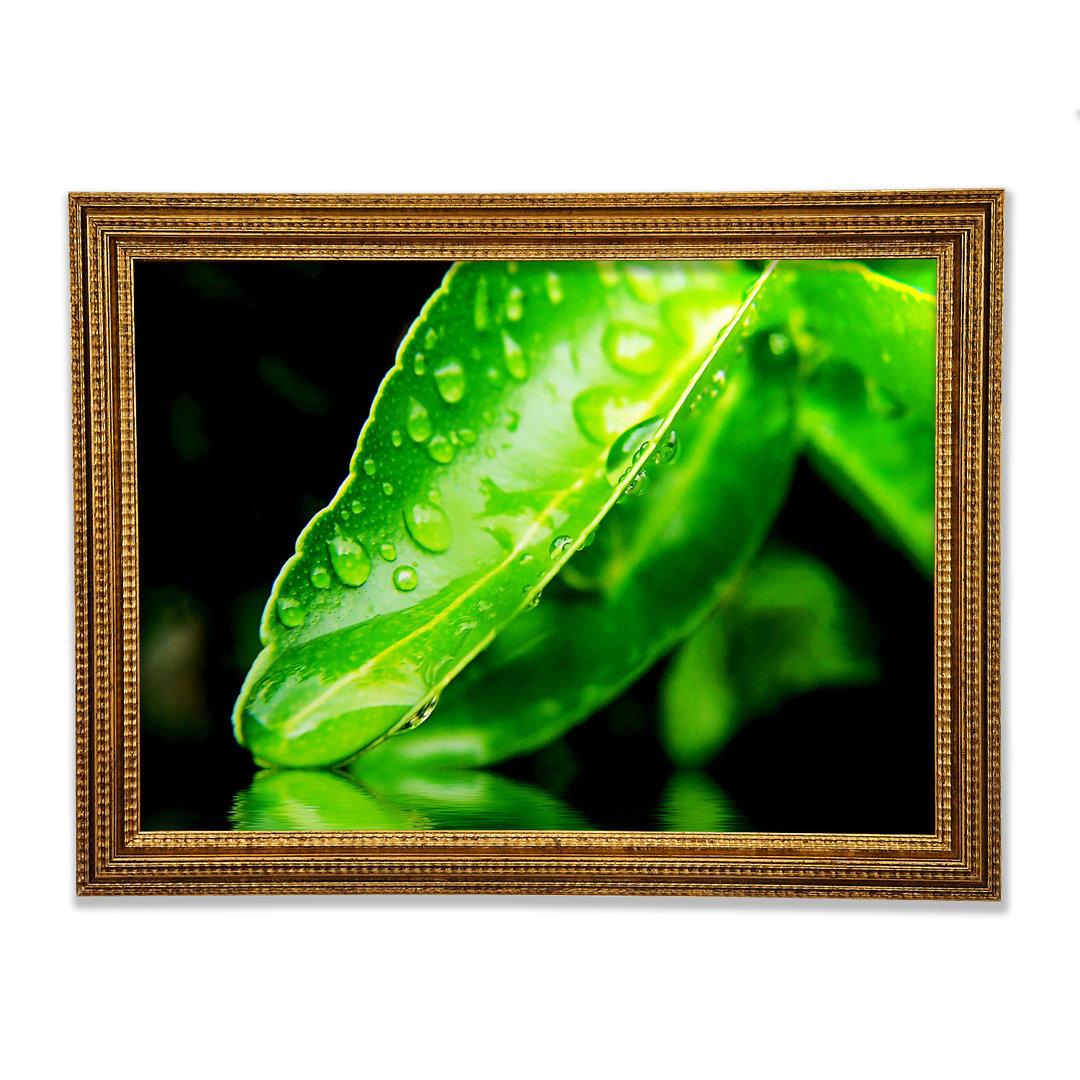 Gerahmtes Leinwandbild Green Leaf Reflection