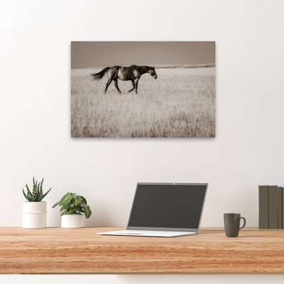 Montana Stallion No. 2 - Photographie, animaux, faune, chevaux, art