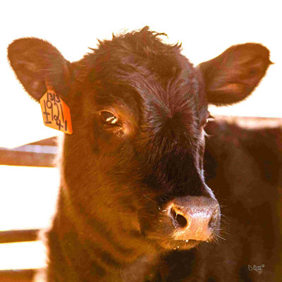 Bébé vache I