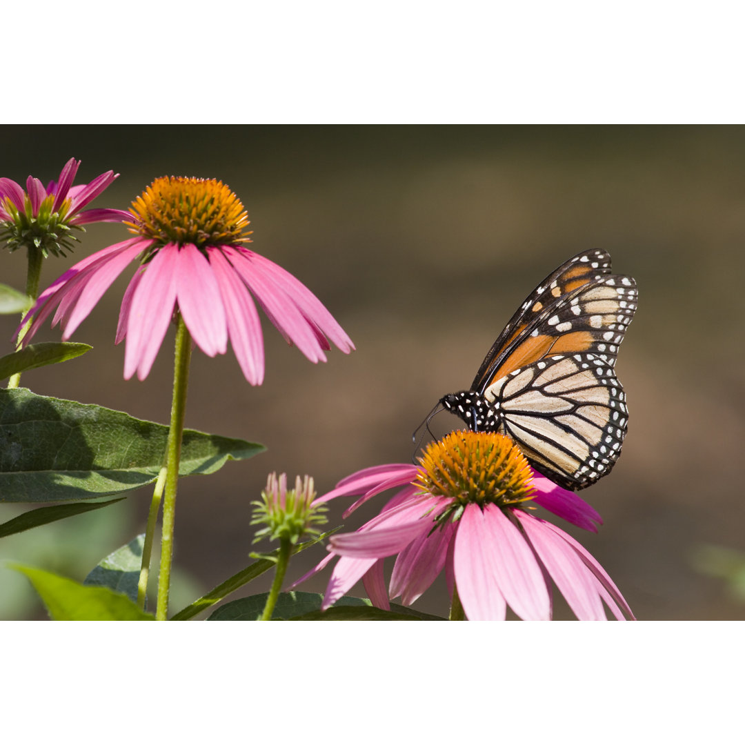 Monarch Schmetterling von JillLang - Leinwand Kunstdrucke