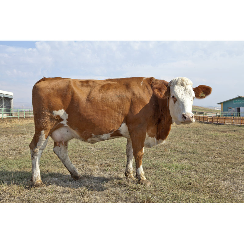 Bovin Hereford - Photographie sur toile tendue, H 32 po x l 48 po x P 1,25 po