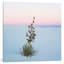 Reproduction de photo sur toile tendue, "soaptree yucca ii, sable national de-new mexico, usa-20158431-72597262-72597263