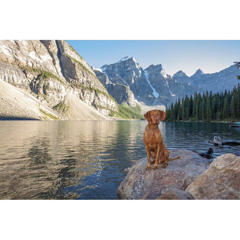 Glenvil Dog Sitting on Rock 1 Piece Wrapped Canvas Wall Art, 30cm H x 46cm W x 3.8cm D