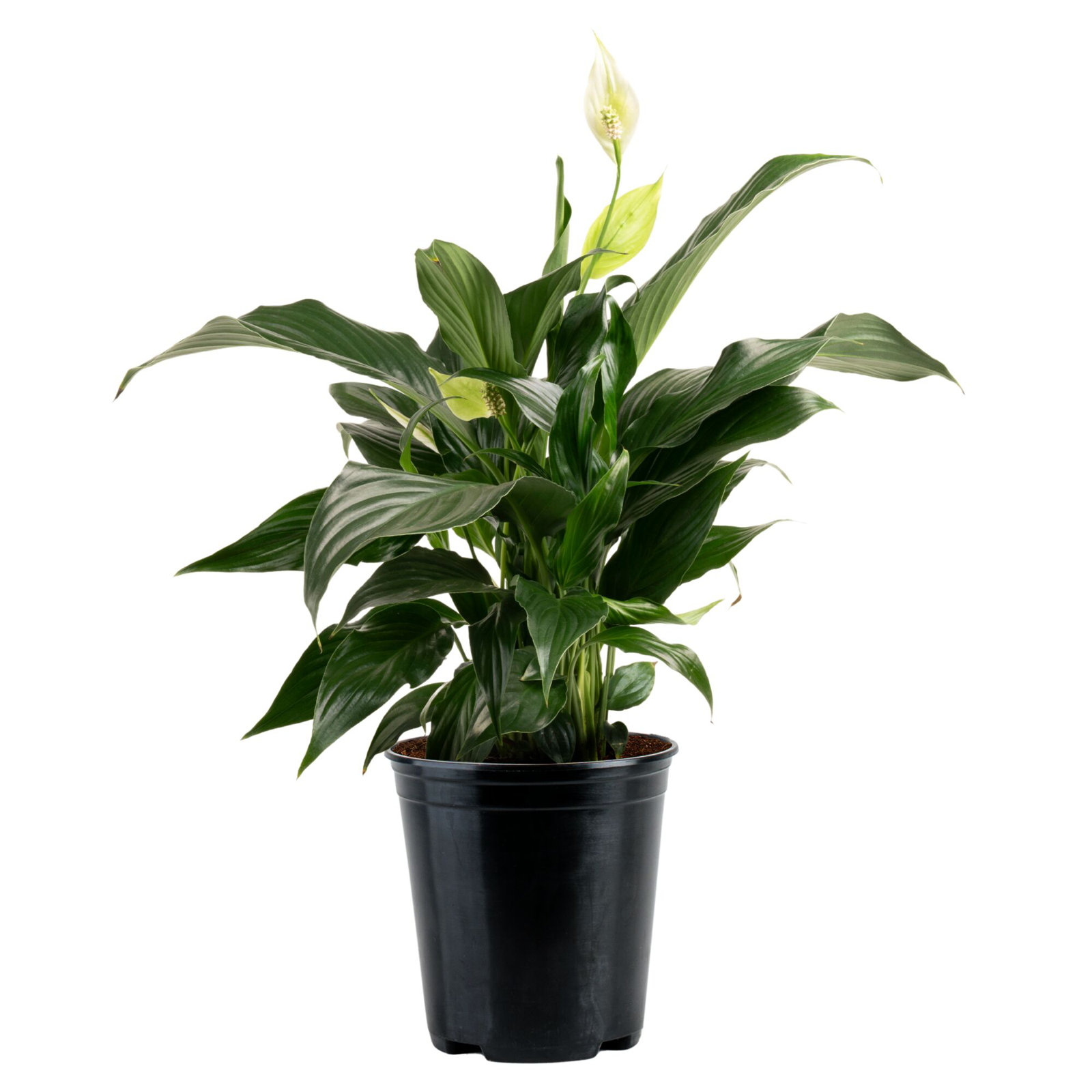 Peace Lily in Grower Pot