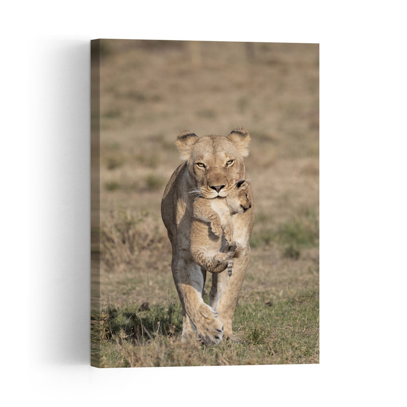 Lioness Carrying Cub Contemporary Cat Lion Landscape Nature Wall Art Print by Louise Wolbers - Print, 60.96cm H x 40.64cm W