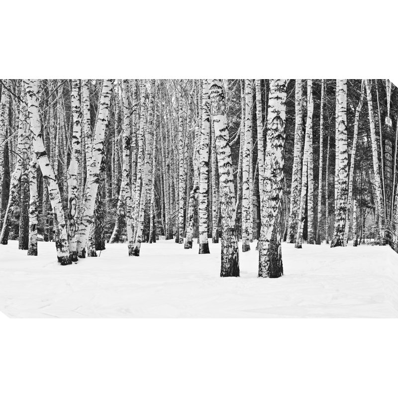 «Birch Trees in Winter», reproduction de photo sur toile tendue, H 36 po x l 60 po x P 1,5 po