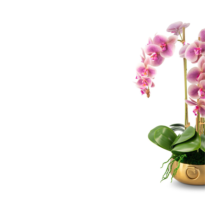 Orchidée Wynn RealTouch, Periwinkle