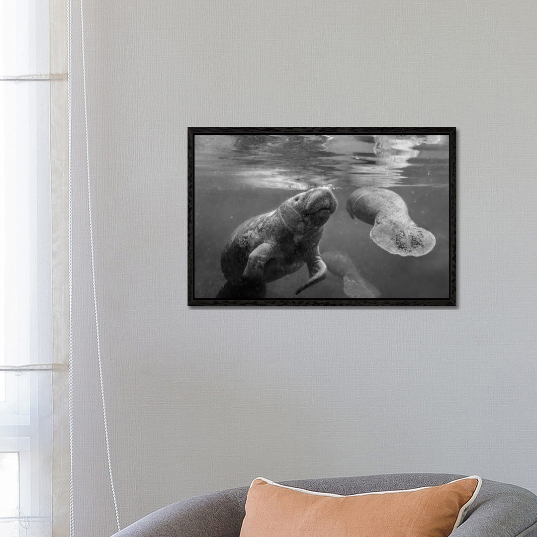 West Indian Manatee Mother And Calf Surfacing, Crystal River, Florida von Tim Fitzharris - Gallery-Wrapped Canvas Giclée...