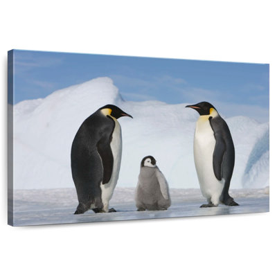 Famille de pingouins Brampt
