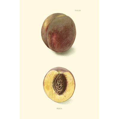 Peach - Wrapped Canvas Painting
