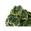 Plante artificielle-605892111