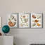 Collection de coquillages I - ensemble de 3 cadres photo sur toile-2017753907-2017753906