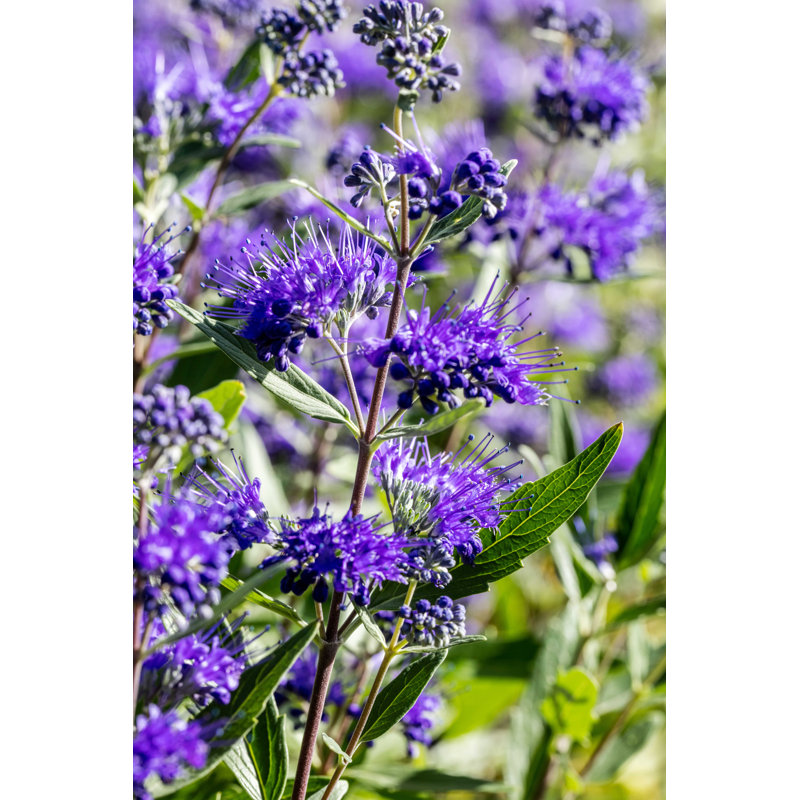 Caryopteris - Photographie sur toile tendue, H 48 po x l 32 po