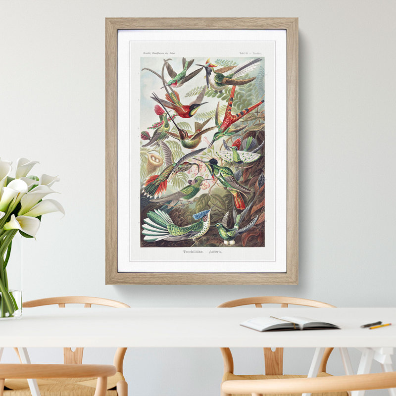 Study of Kingfisher Birds by Ernst Haeckel - Picture Frame Painting, Oak Framed, 36cm H x 27cm W x 2cm D