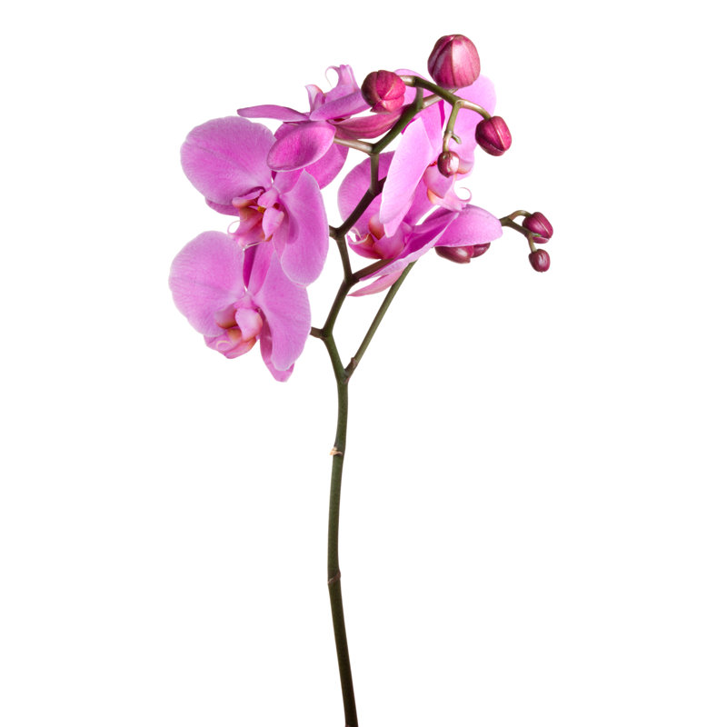 Orchid by Vidok, 48" H x 32" W