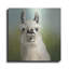 Art mural en métal «Whos Your Llama 1 C» par Julia Purinton-106417630
