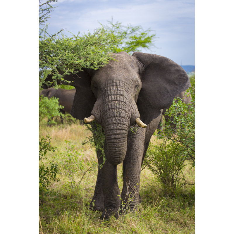 Nawrocki Elephant In Serengeti - Wrapped Canvas Print, 122cm H x 81cm W x 3.8cm D