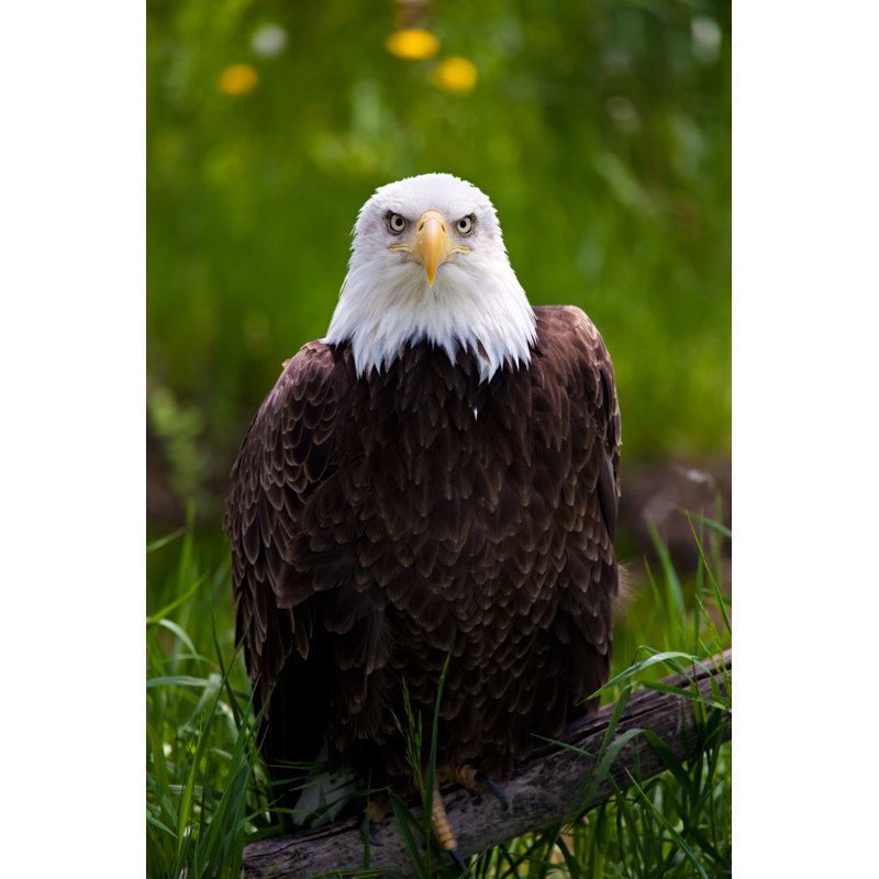 Eagle by Alptraum - Wrapped Canvas Print, 46cm H x 30cm W