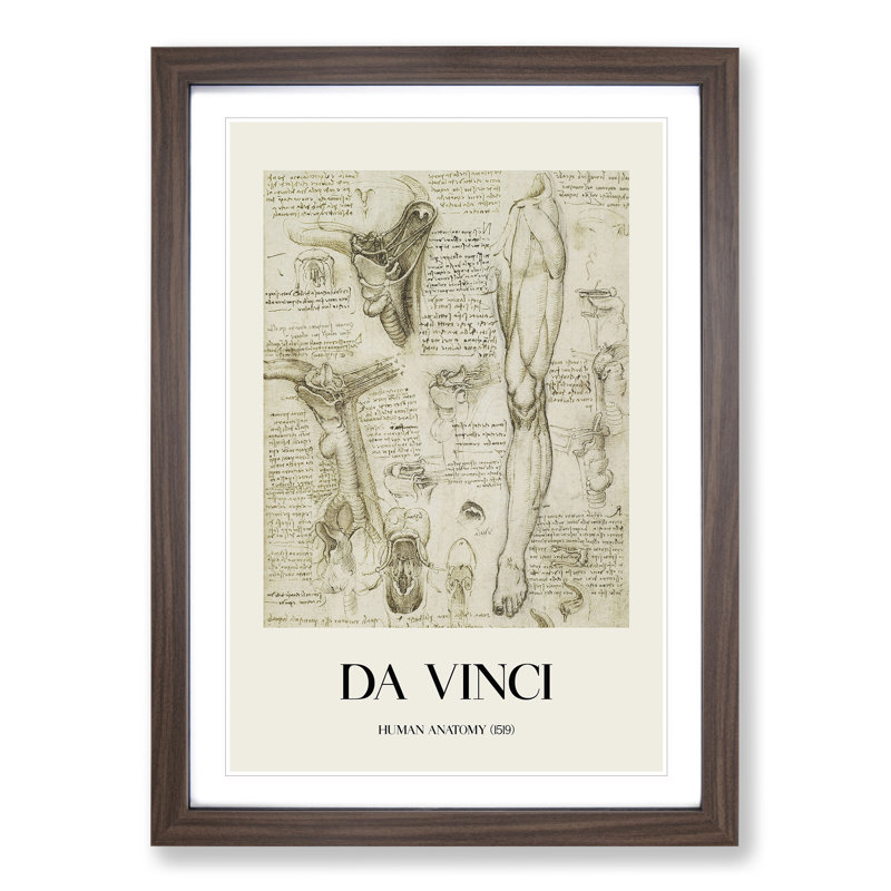 Human Anatomy Vol.7 by Leonardo Da Vinci - Picture Frame Drawing, 36cm H x 27cm W x 2cm D, Walnut Framed