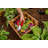 Mezza Keyhole Composting Wood Raised Garden Bed-399238552