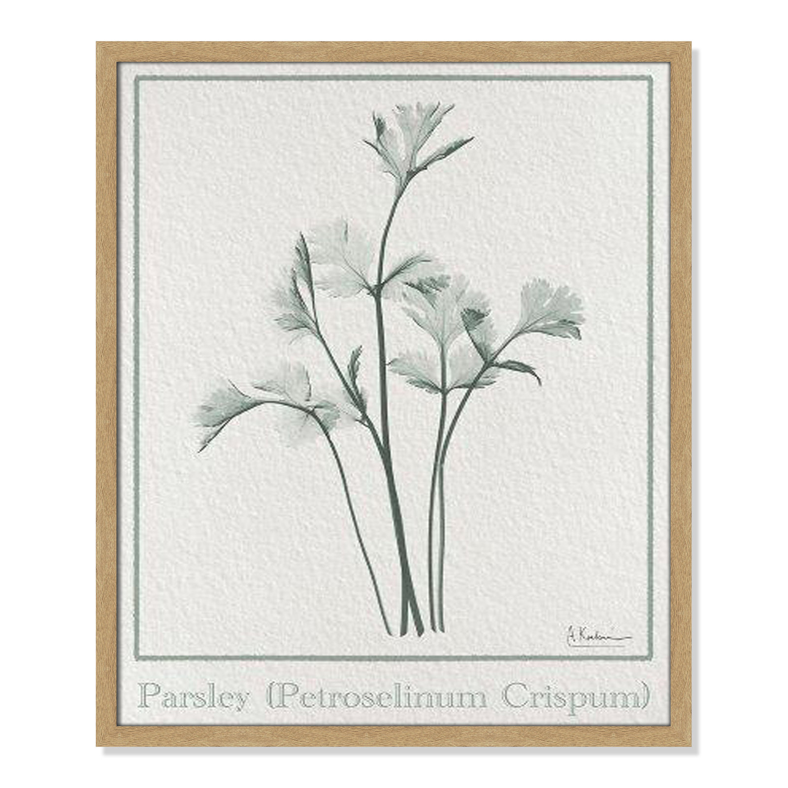 Jeanette "Parsley II" Print by Albert Koetsier, 25.5" H x 21.5" W x 1.25" D, Natural Framed Paper