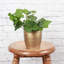 Live Green Ivy Plant in Classic Pot