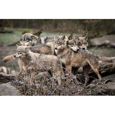 Family of Wolf - Photographie sur toile tendue