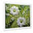 Cadre simple blanc