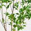 6 pi. Pieris japonais artificiel minimaliste