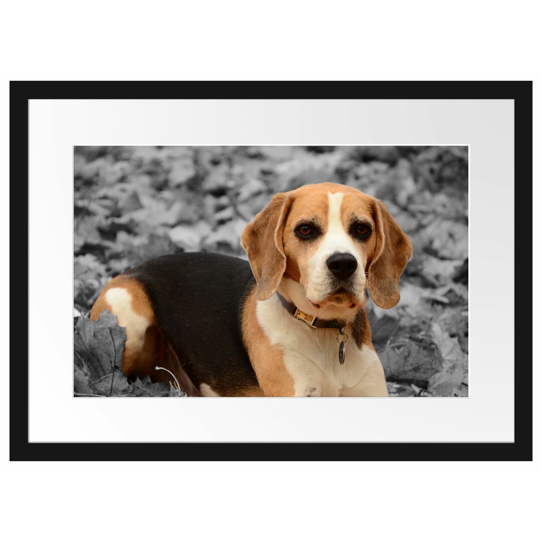 Gerahmtes Poster Kleiner Beagle spielt im Laub