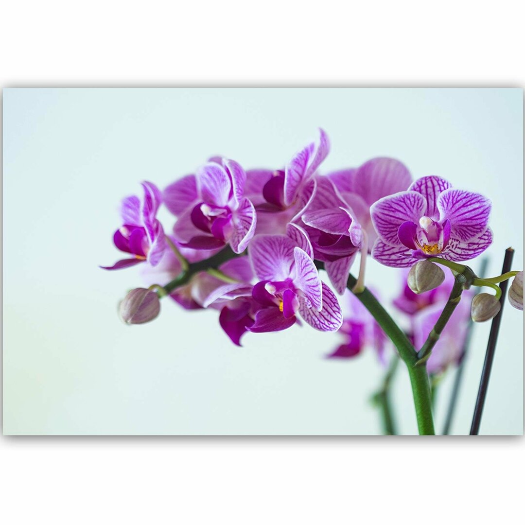 Leinwandbild Purple Orchid