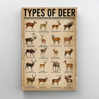 Types of Deer - impression sur toile tendue