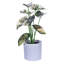 11.5 Plante-94734881