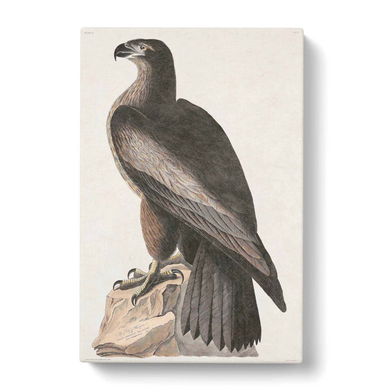 Hawk by John Audubon - Wrapped Canvas Painting, 60cm H x 40cm W x 3cm D